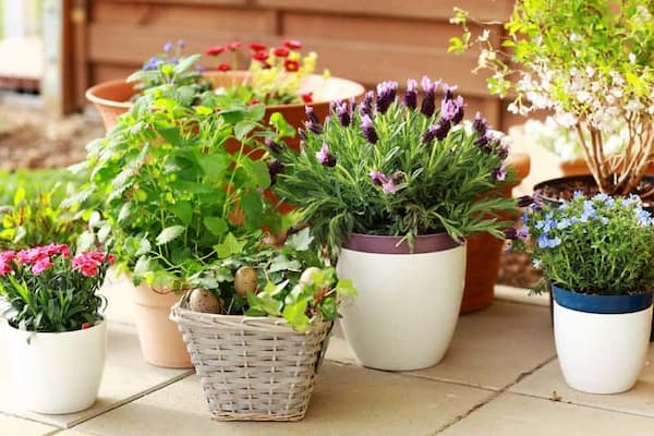 تصویر 2 از فروش گلدان پلاستیکی فایبر گلاس + قیمت خرید به صرفه